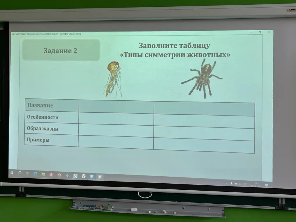 Предложи таблицу для заполнения про типы симметрии животных