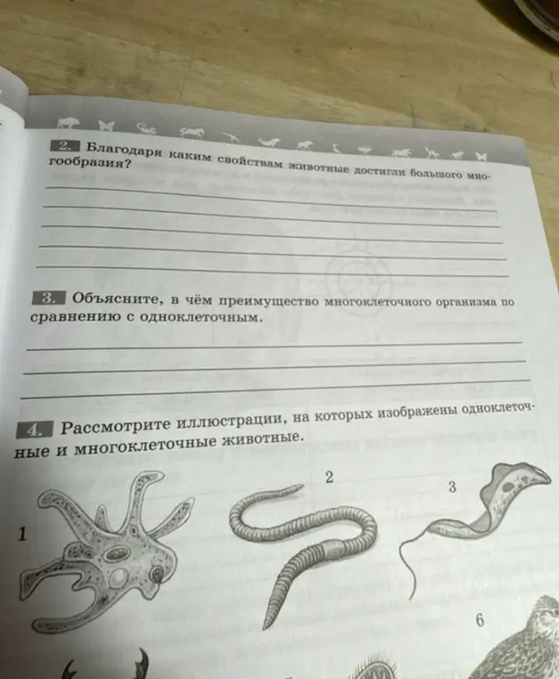 Объясни, в чём преимущество многоклеточного организма по сравнению с одноклеточным и рассмотри иллюстрации, на которых изображены одноклеточные и многоклеточные животные.