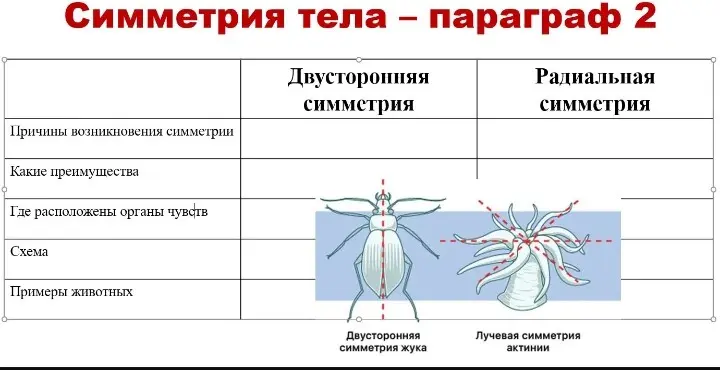 Можешь ли ты заполнить таблицу о симметрии тела?
