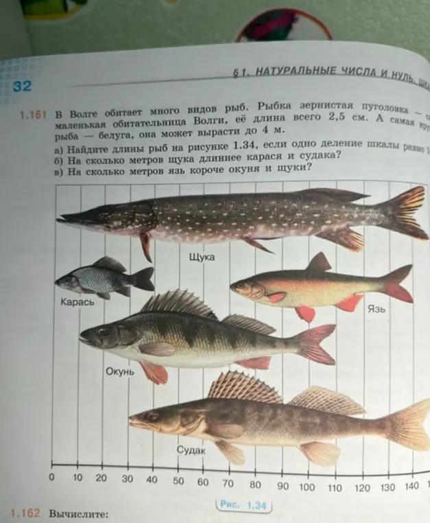 Найди длины рыб на рисунке 1.34, если одно деление шкалы равно 1.34