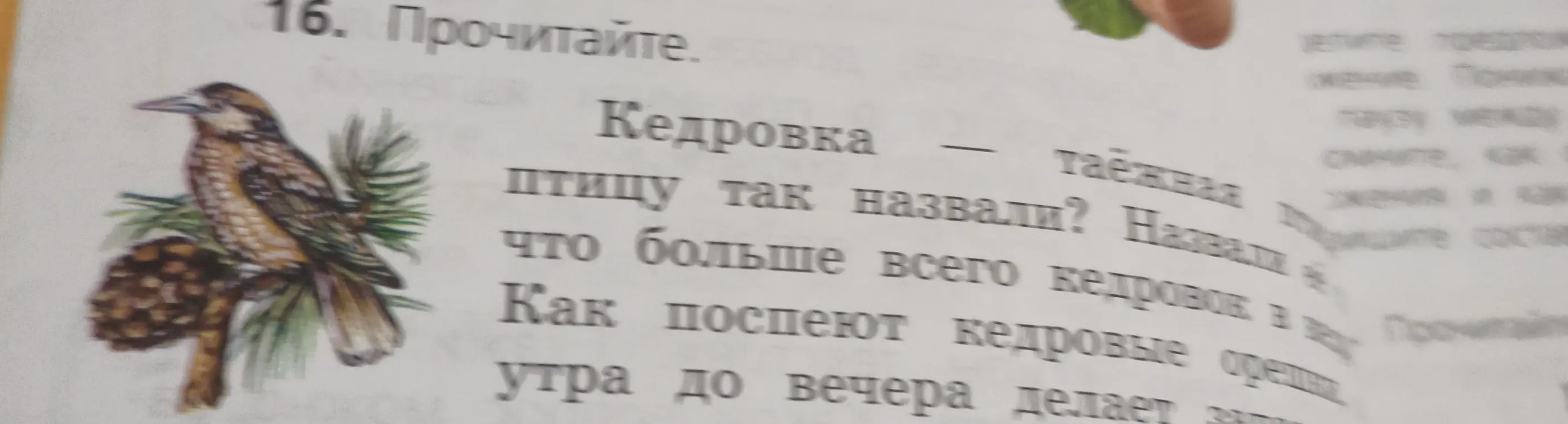 Прочитай текст о кедровке