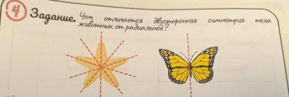 Объясни, чем отличается двусторонняя симметрия животных от радиальной?