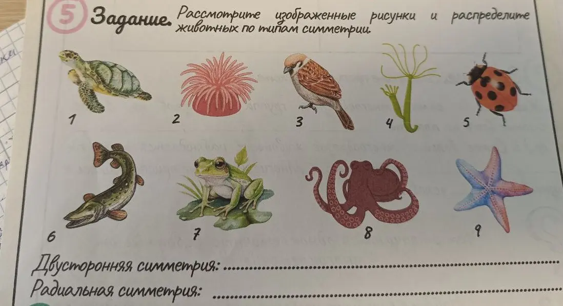 Определи типы симметрии у животных на картинках
