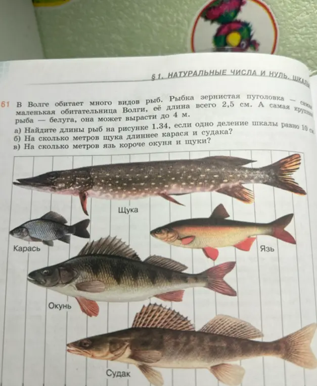 Помоги мне найти длины рыб на рисунке 1.34, если одно деление шкалы равно 10 см