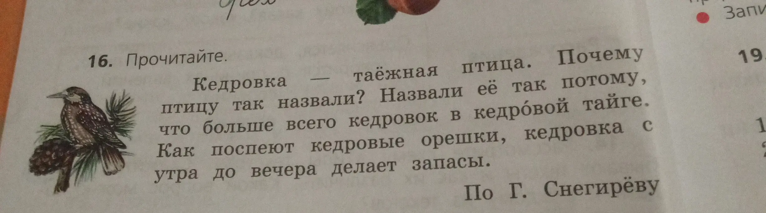Ты просишь объяснить, почему птицу кедровку так назвали.