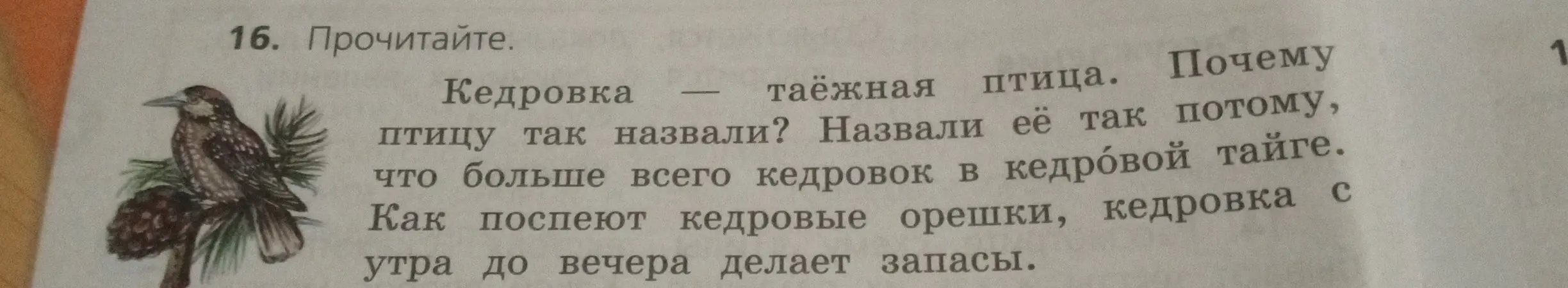 Прочитай текст о кедровке