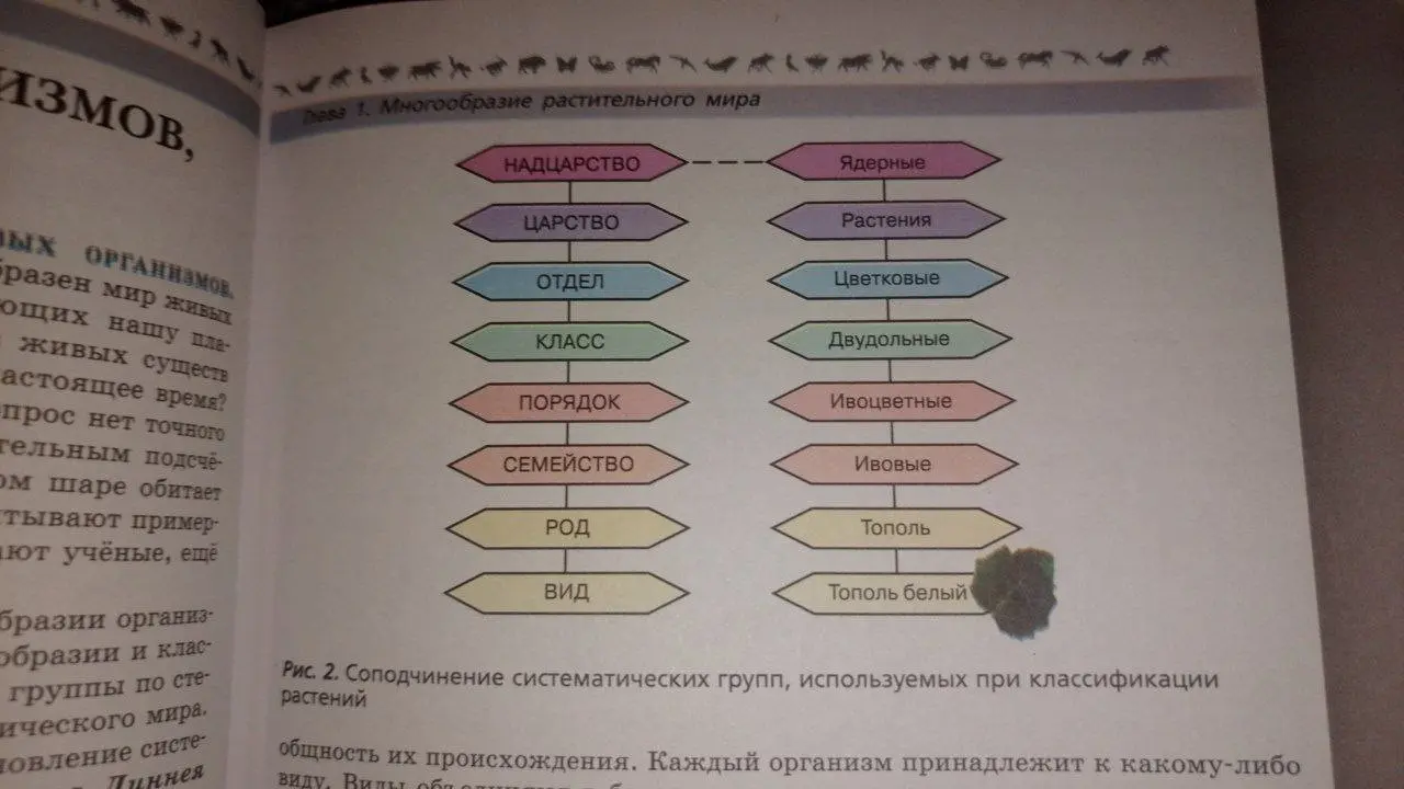 Составь таблицу с растением роза