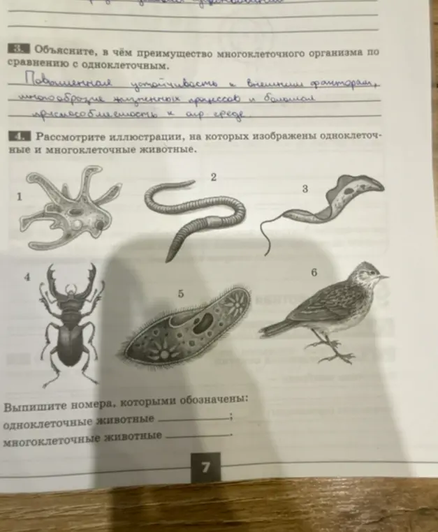 Определи, какими номерами обозначены одноклеточные и многоклеточные животные на иллюстрациях.
