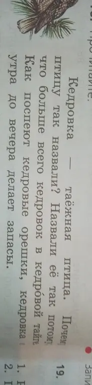Почему птицу кедровку так назвали?