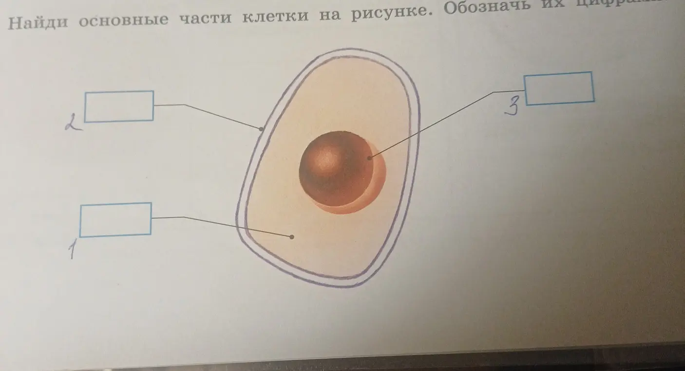 Помоги найти основные части клетки на рисунке и обозначить их цифрами