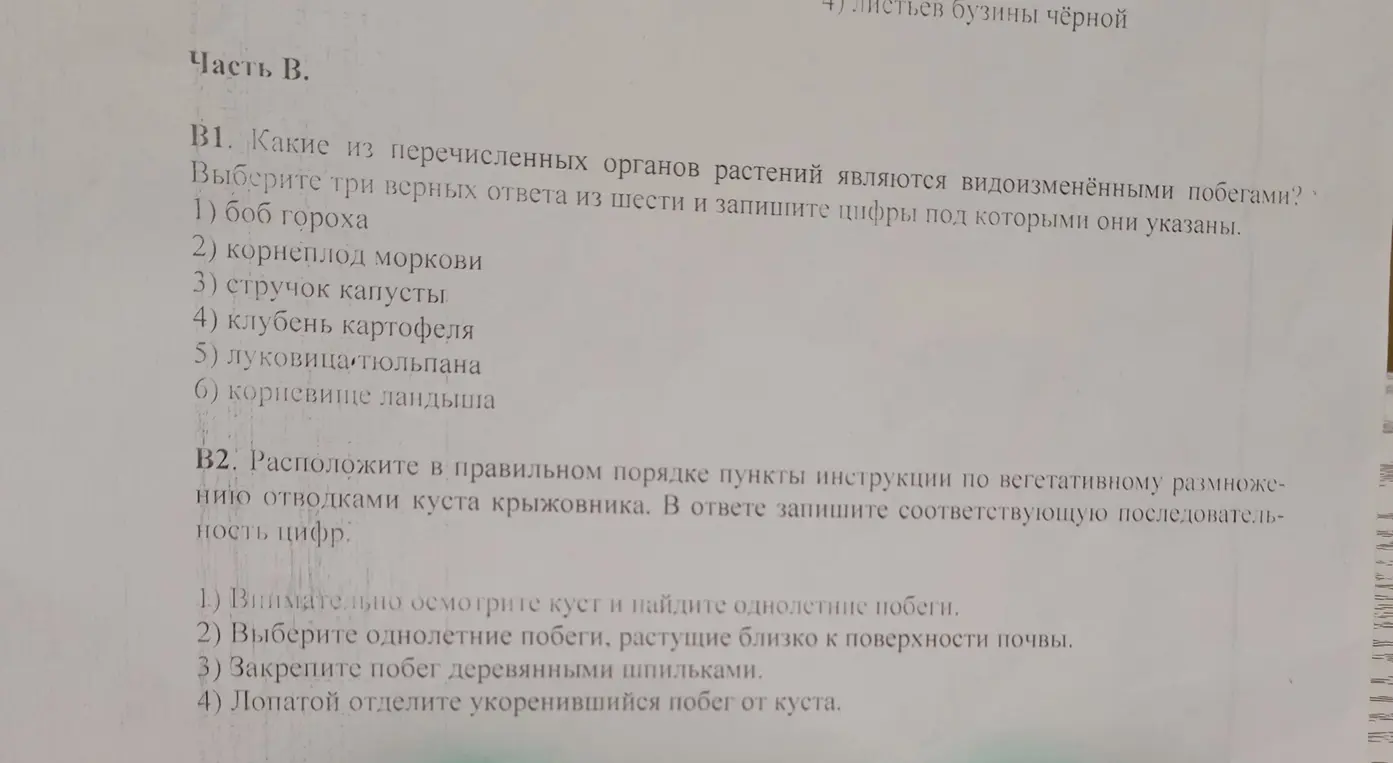 Какие из перечисленных органов растений являются видоизменёнными побегами?