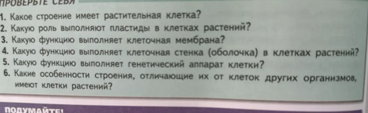 Какие строение имеет растительная клетка?