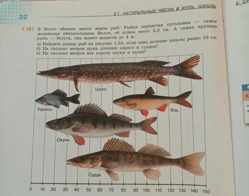 Помоги мне найти длины рыб на рисунке 1.34, если одно деление шкалы равно 10 см.
