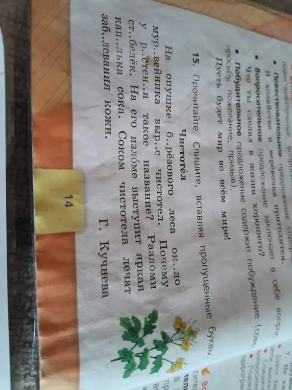 Прочитай и спиши, вставляя пропущенные буквы в словах текста про чистотел