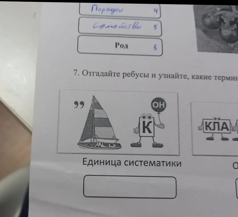 Предложи отгадать ребус, чтобы узнать, какая единица систематики зашифрована.