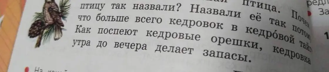 Ответь, почему птицу назвали кедровкой?