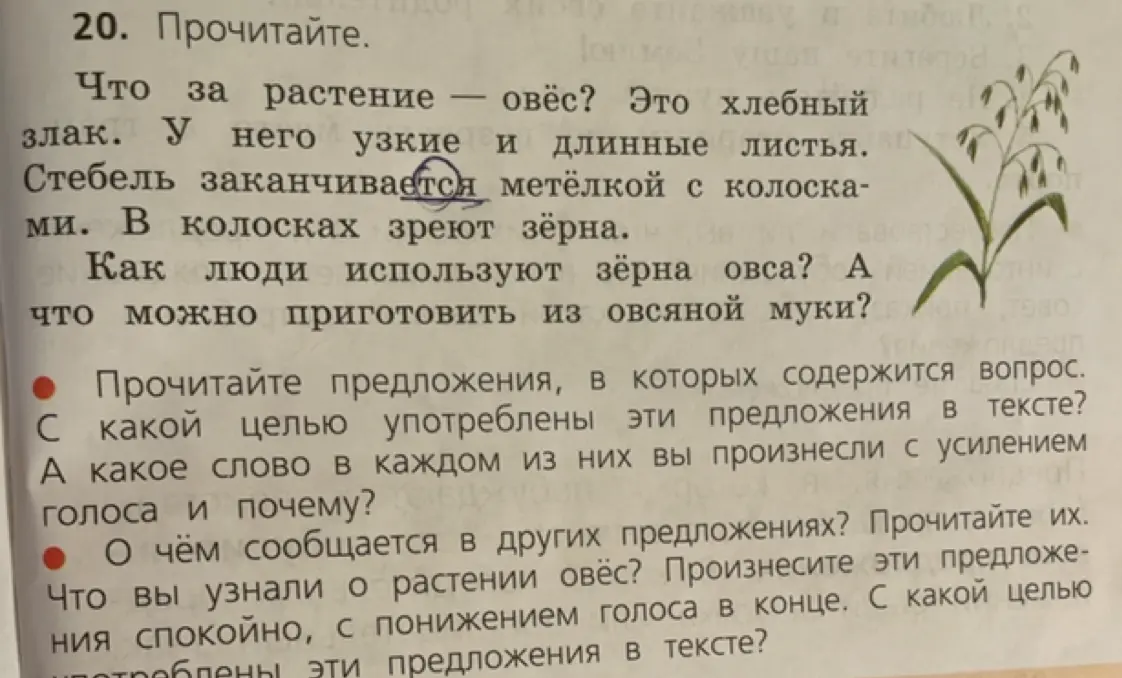 Ты просишь рассказать, что ты узнал о растении овёс из текста
