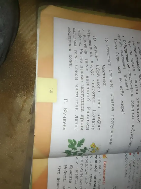 Прочитай, спиши, вставляя пропущенные буквы в тексте про чистотел