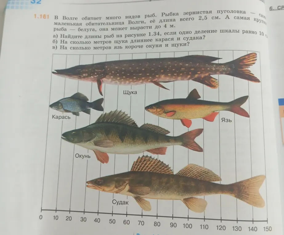 Помоги мне найти длины рыб на рисунке, определить, на сколько метров щука длиннее карася и судака, и на сколько метров язь короче окуня и щуки.