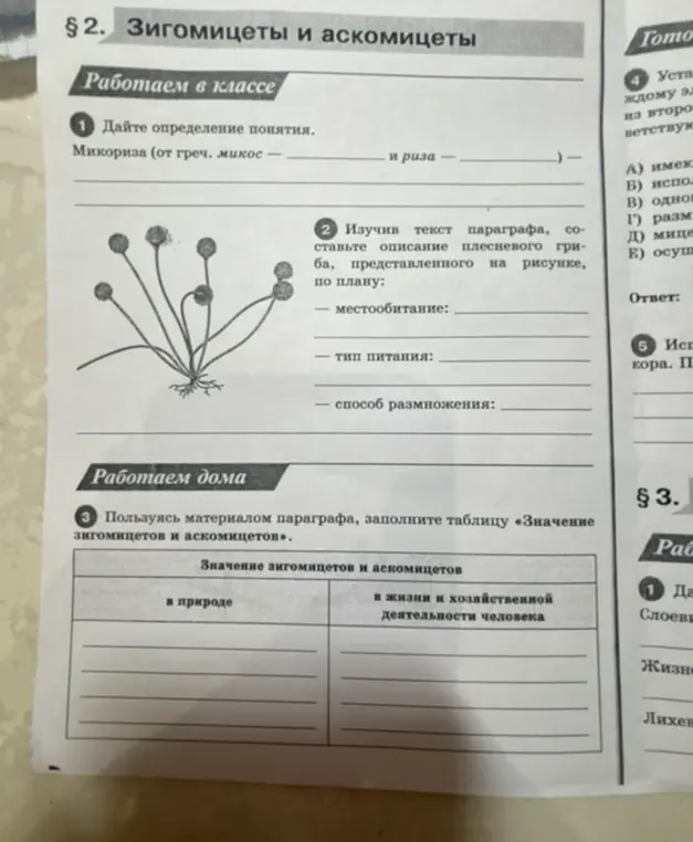 Определи понятие 'Микориза', опиши плесневый гриб, заполни таблицу 'Значение зигомицетов и аскомицетов'