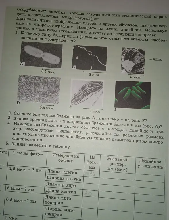 Объясни, к какому типу бактерий по форме клеток относятся объекты, изображенные на фотографии А