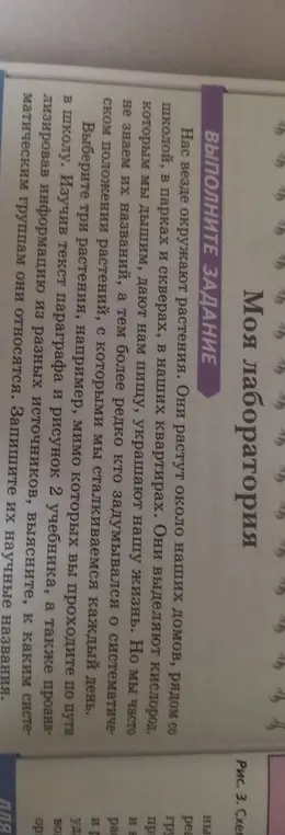 Предложи три растения, которые я встречаю по пути в школу, и напиши их научные названия.