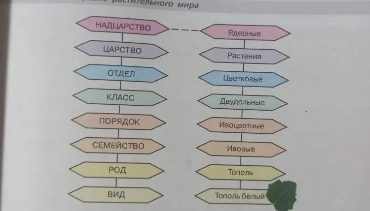 Составь схему так, чтобы там была берёза