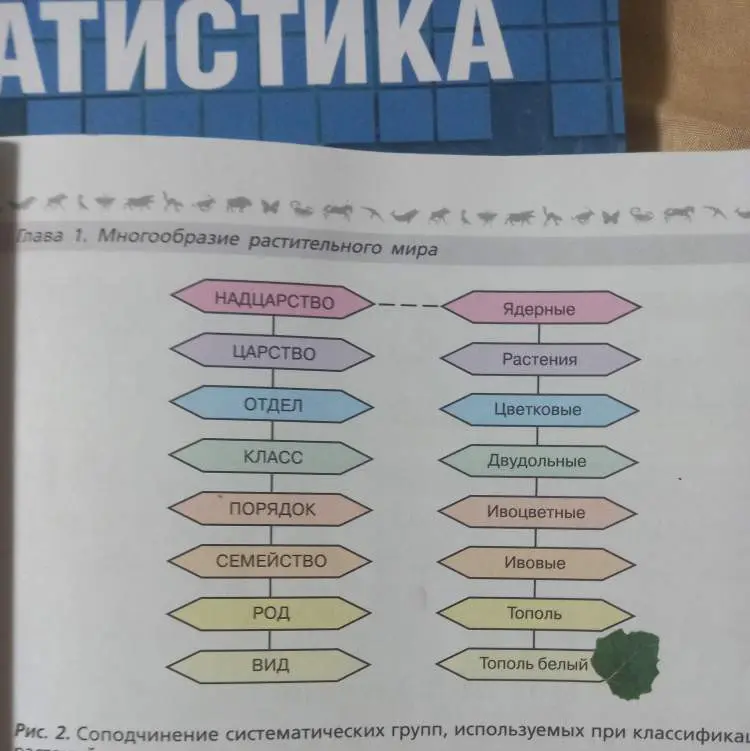 Составь две таблицы: классификация подорожника и одуванчика