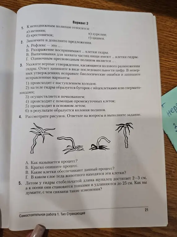 Как ответить на вопросы по биологии про гидру?