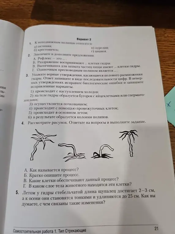Как называется процесс на рисунке, кратко опиши его, какие клетки обеспечивают этот процесс и в каком слое тела животного находятся эти клетки?