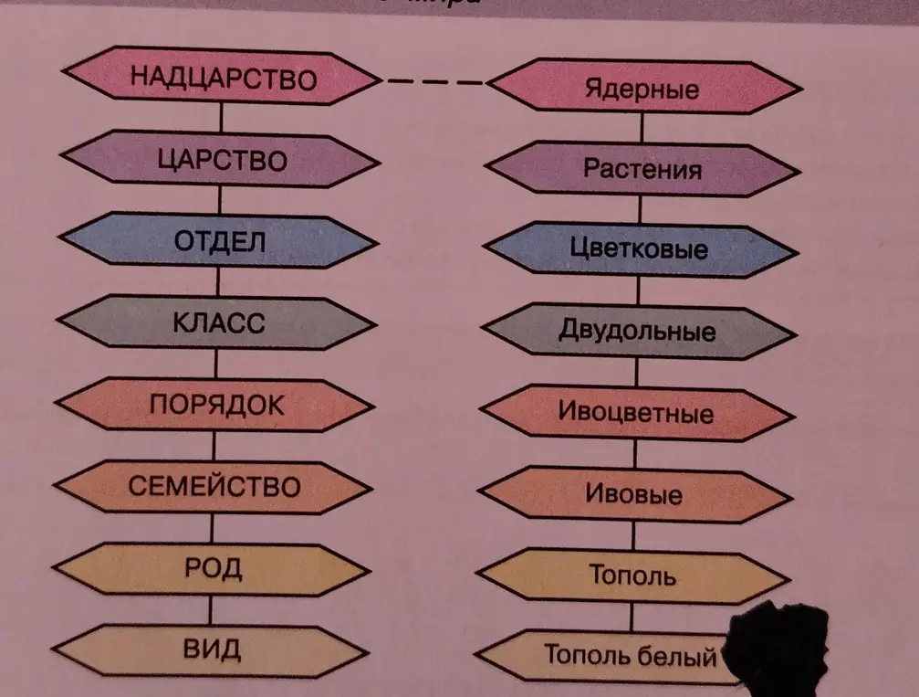 Выбери из текста параграфа и рисунка пример систематизации растений, с которыми ты сталкиваешься в школе.
