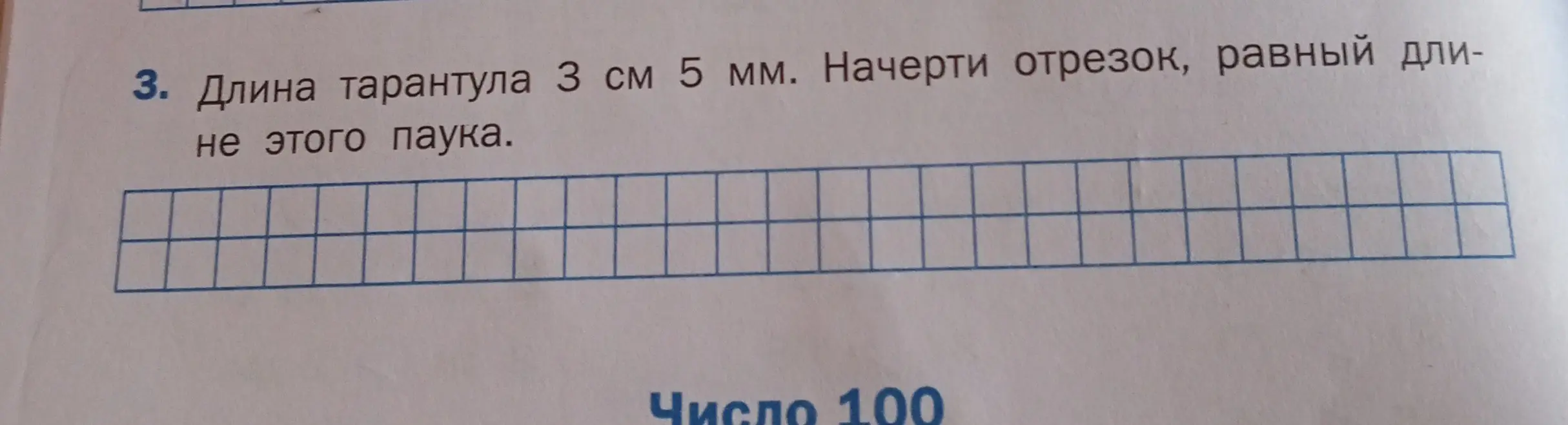 Начерти отрезок, равный длине тарантула 3 см 5 мм