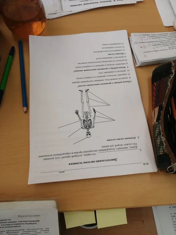 Ты просишь рассказать, что такое скелет, какие у него функции, и подписать части скелета на картинке