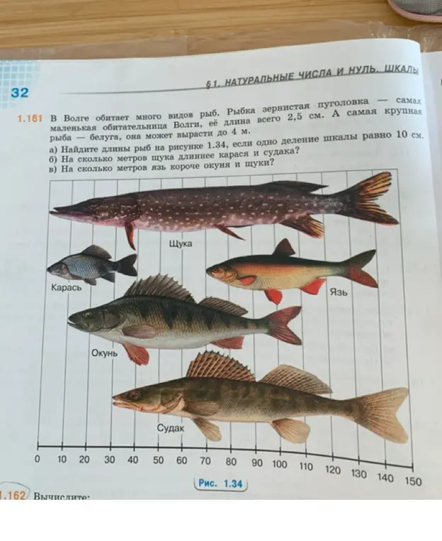 Найди длины рыб на рисунке 1.34, если одно деление шкалы равно 10 см