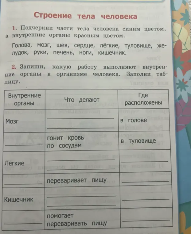 Подчеркни части тела человека синим цветом, а внутренние органы красным цветом