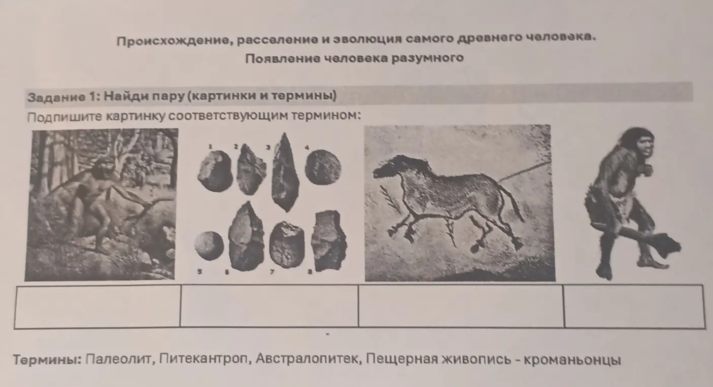 Предложи соответствия между картинками и терминами: палеолит, питекантроп, австралопитек, пещерная живопись - кроманьонцы