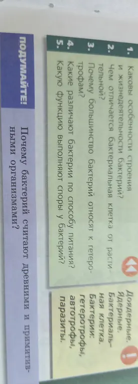 Какие особенности строения и жизнедеятельности бактерий?