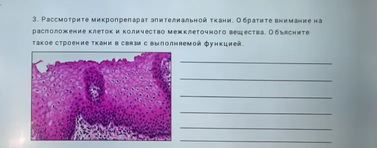 Объясни строение эпителиальной ткани в связи с выполняемой функцией