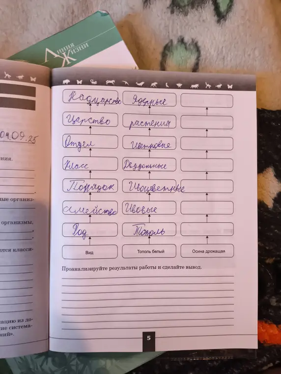 Можешь ли ты заполнить пустые места в схеме классификации растений?