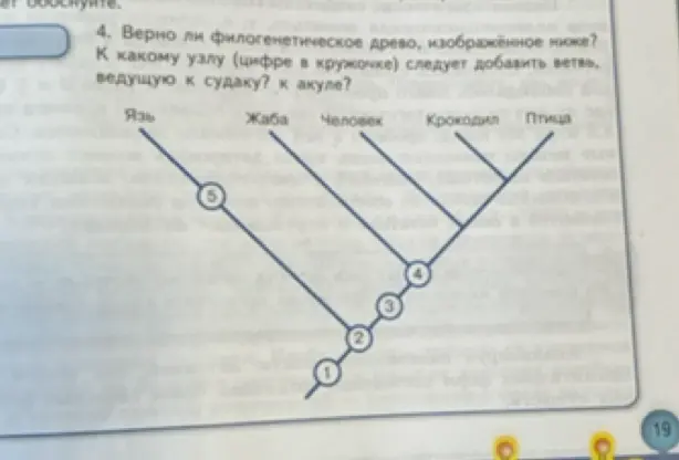 Верно ли филогенетическое дерево, изображённое ниже, и к какому узлу следует добавить ветвь, ведущую к судаку и акуле?