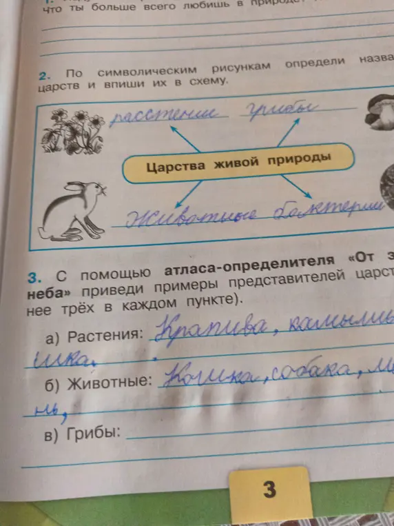 Помоги определить названия царств по символическим рисункам и привести примеры представителей царств (не менее трёх в каждом пункте)