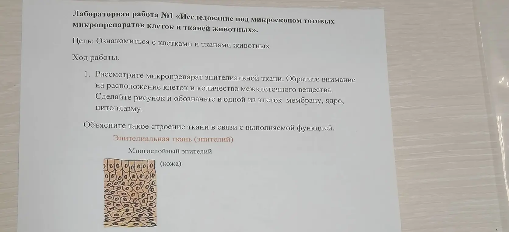 Можешь помочь мне с лабораторной работой по биологии про микропрепарат эпителиальной ткани?