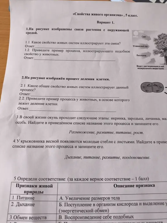 Определи свойство живых систем, которое иллюстрируют связи растения с окружающей средой
