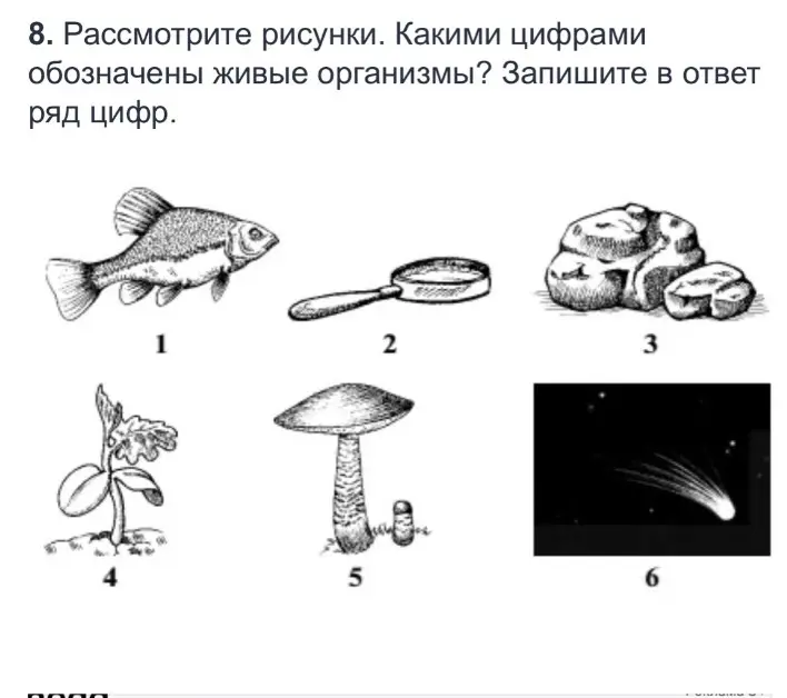 Помоги определить какими цифрами на рисунках обозначены живые организмы