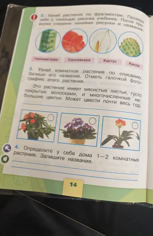 Можешь ли ты помочь мне узнать комнатное растение по описанию: это растение имеет мясистые листья, густо покрытые волосками и многочисленные некрупные цветки. Может цвести почти весь год.