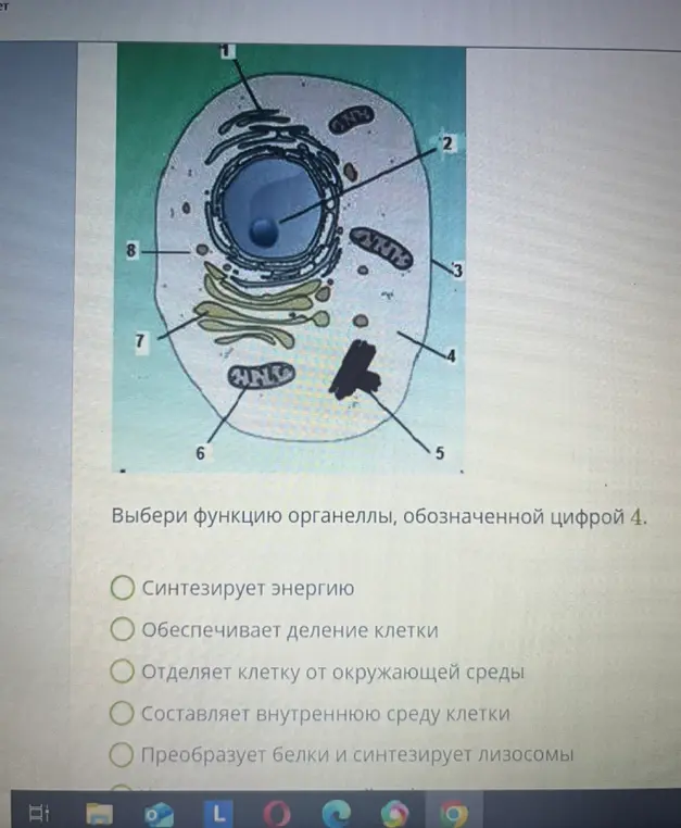 Выбери функцию органеллы, обозначенной цифрой 4