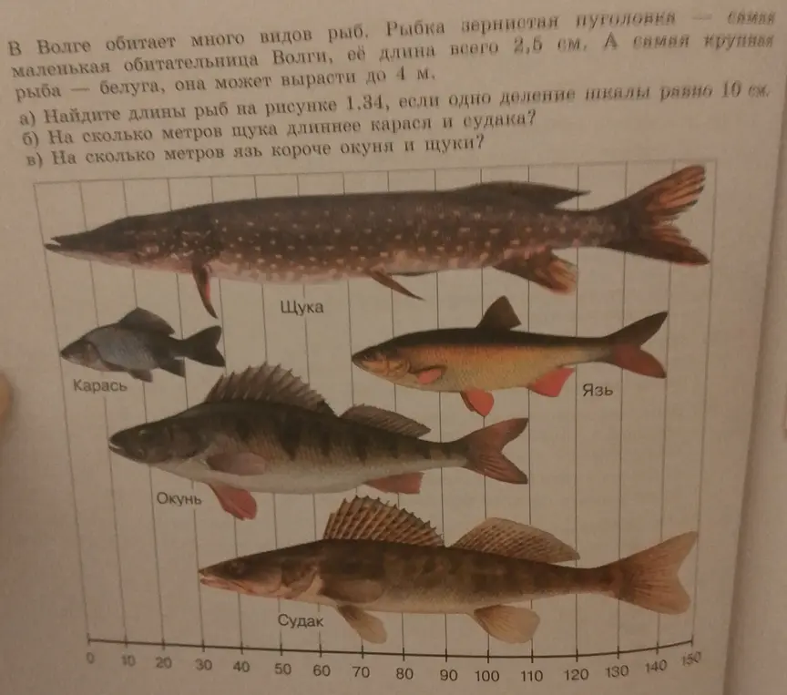 Можешь помочь мне найти длины рыб на рисунке 1.34, если одно деление шкалы равно 10 см?