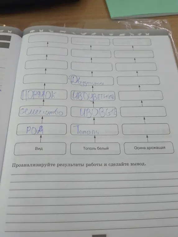 Проанализируй результаты работы и сделай вывод по схеме классификации растений