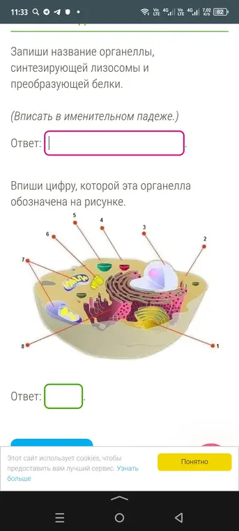 Запиши название органеллы, синтезирующей лизосомы и преобразующей белки.