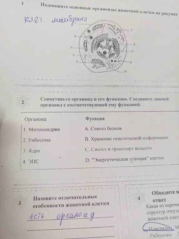 Подпиши основные органоиды животной клетки на рисунке